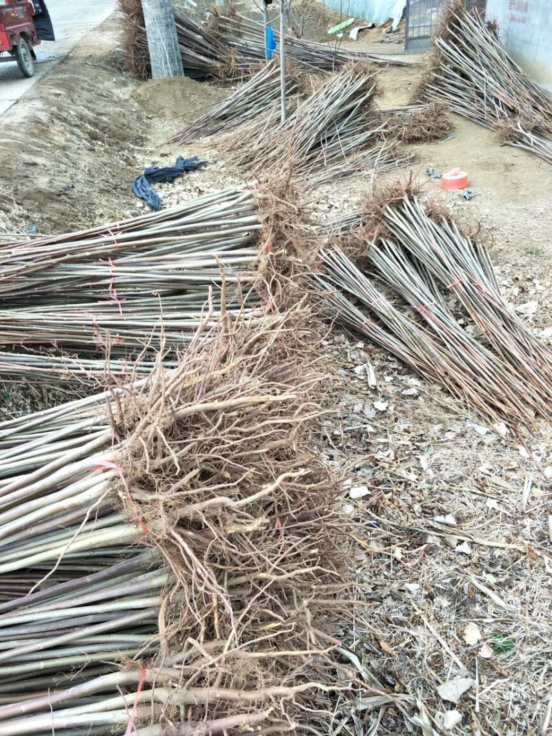 香椿苗80cm以上，入棚专用，也可露天种植用苗