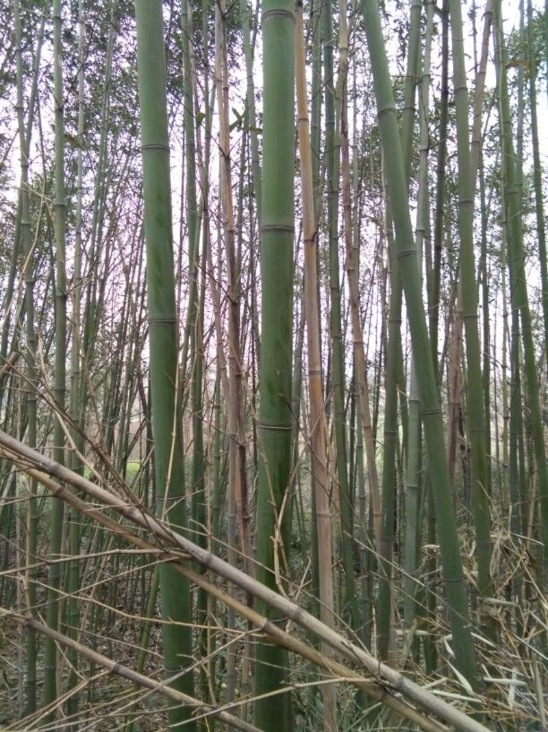 绿竹2~3m