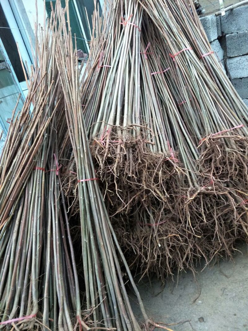 香椿苗80cm以上，入棚专用，也可露天种植用苗