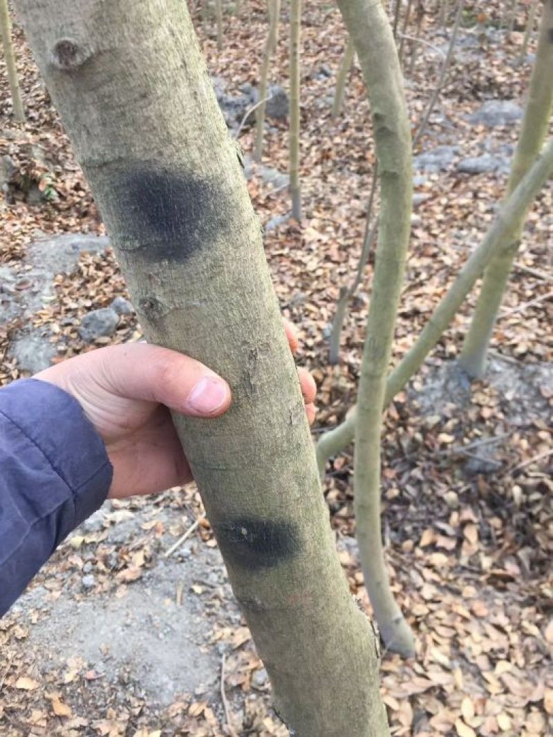 黄花梨树1.5~2m
