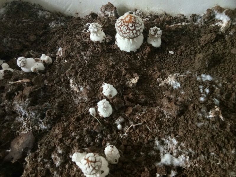大球盖菇鲜货2.5~3cm不开伞1%