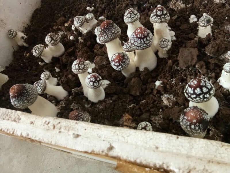 大球盖菇鲜货2.5~3cm不开伞1%