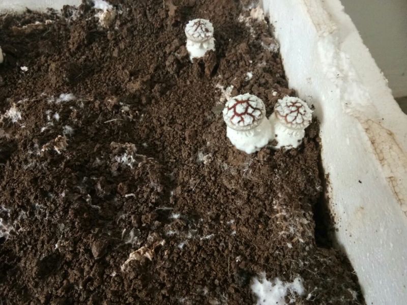大球盖菇鲜货2.5~3cm不开伞1%