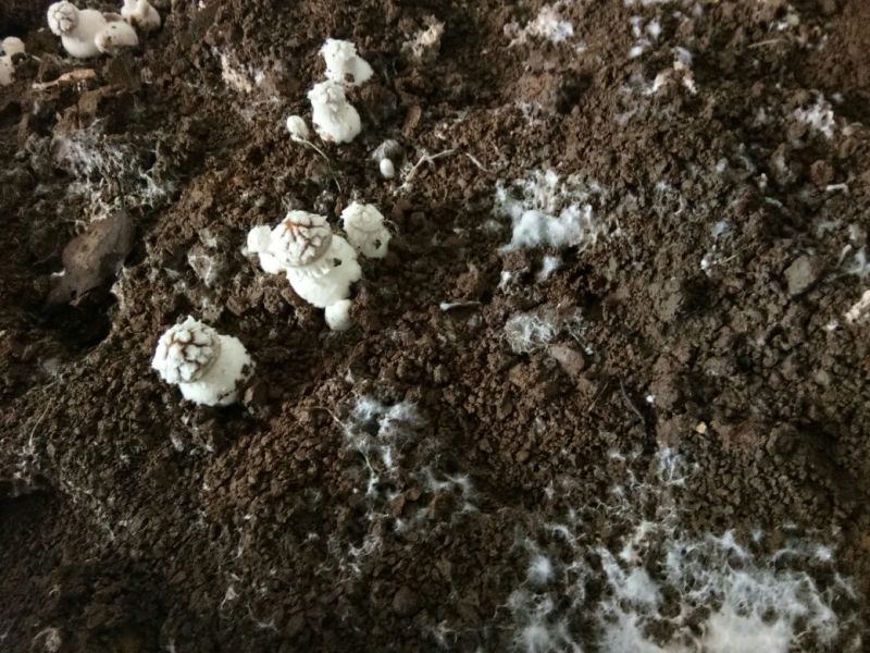 大球盖菇鲜货2.5~3cm不开伞1%