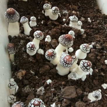 大球盖菇鲜货2.5~3cm不开伞1%
