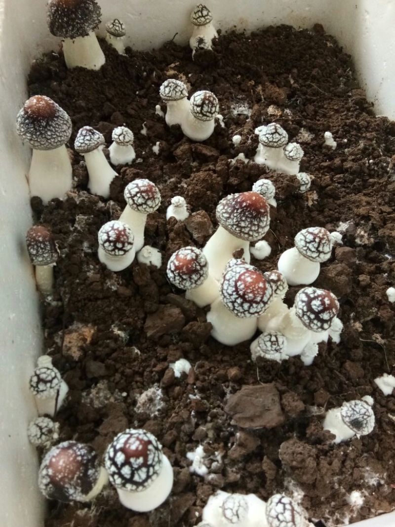 大球盖菇鲜货2.5~3cm不开伞1%