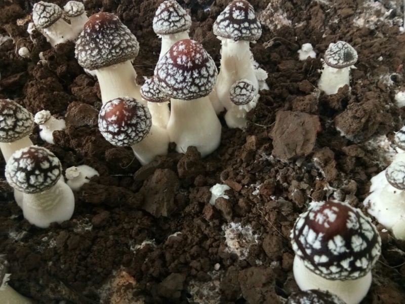大球盖菇鲜货2.5~3cm不开伞1%