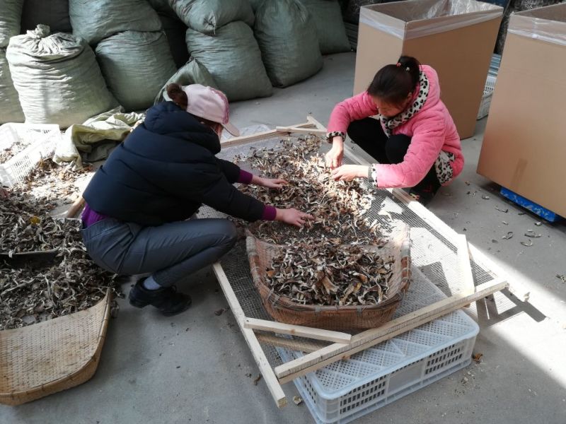 干平菇干度好，杂质少，