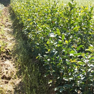 油茶苗袋苗20～60