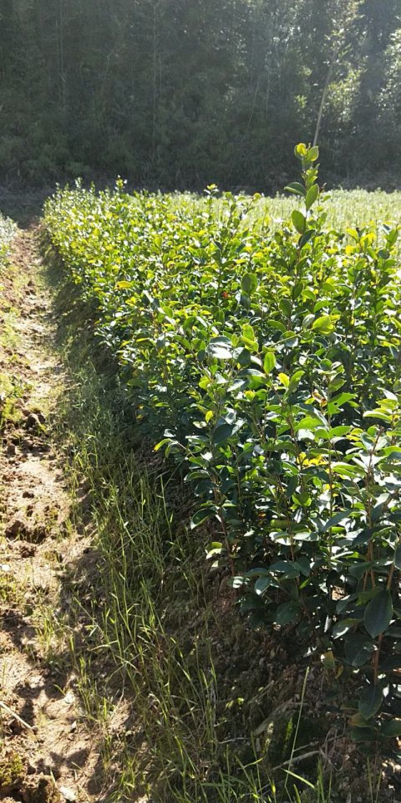油茶苗袋苗20～60