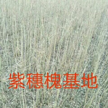 紫穗槐苗高度30公分以上！
