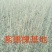 紫穗槐苗高度30公分以上！