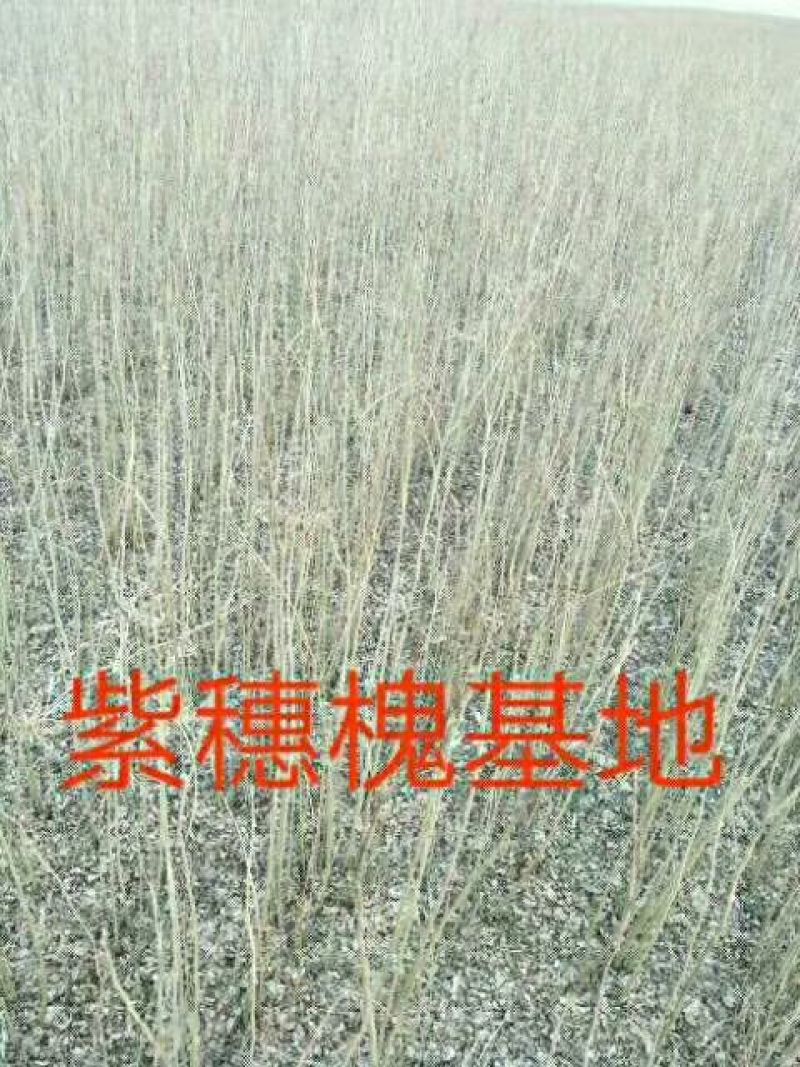紫穗槐苗高度30公分以上！