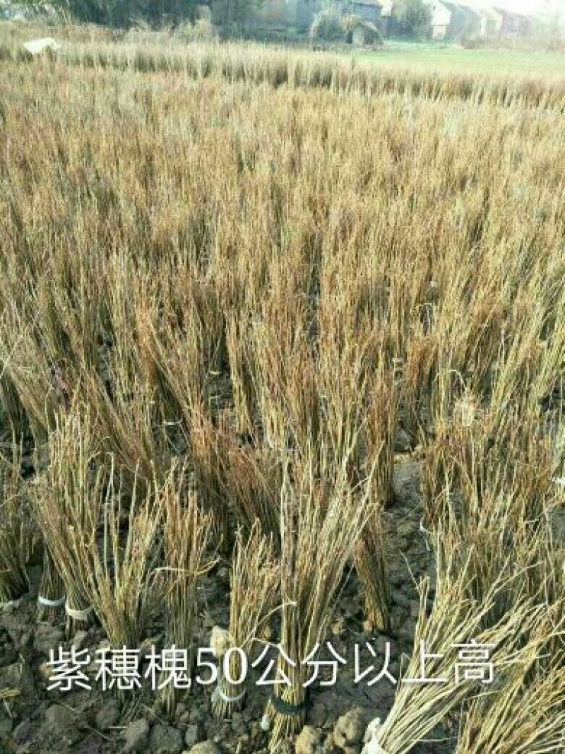 紫穗槐苗高度30公分以上！