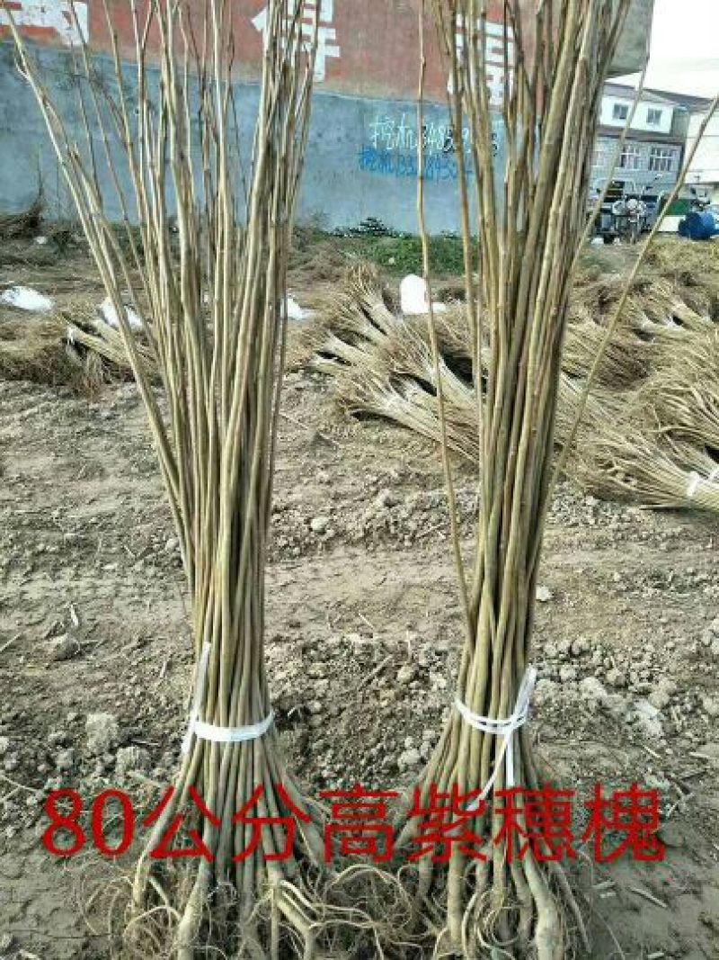 紫穗槐苗高度30公分以上！