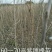 紫穗槐苗高度30公分以上！
