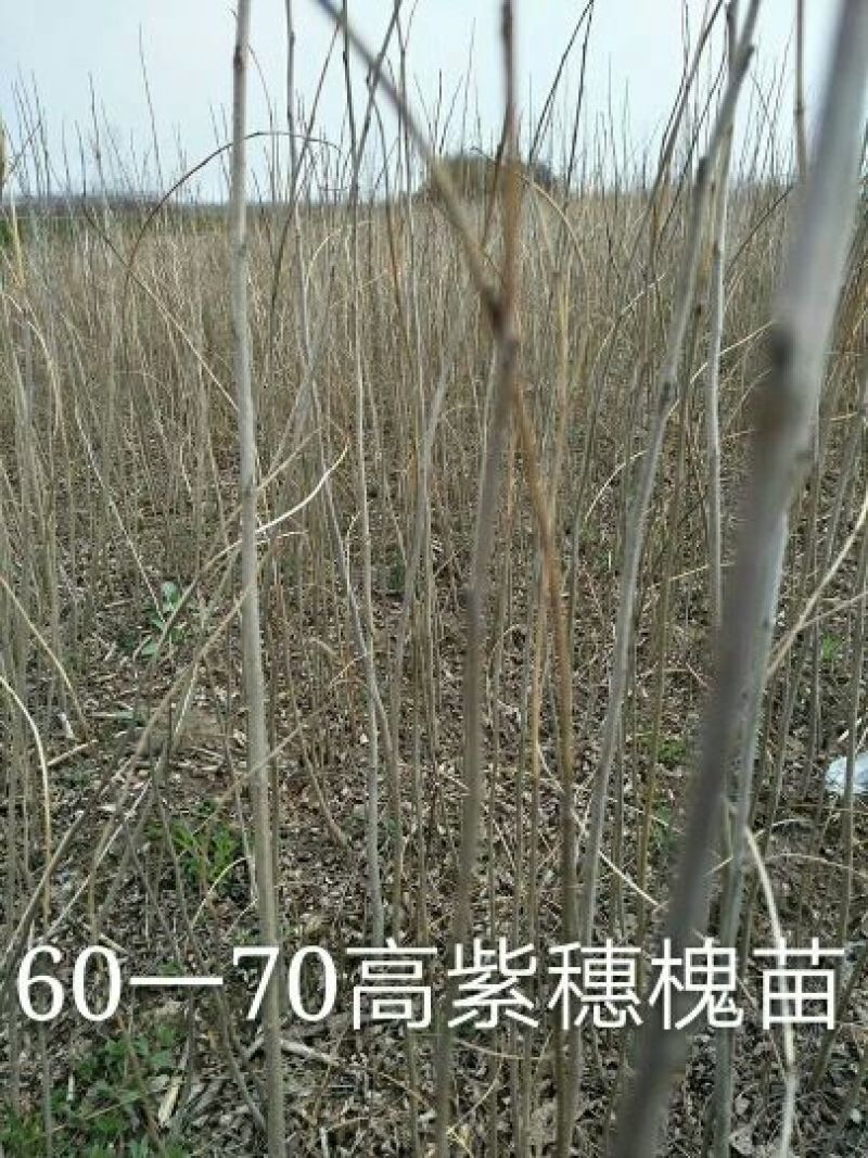 紫穗槐苗高度30公分以上！
