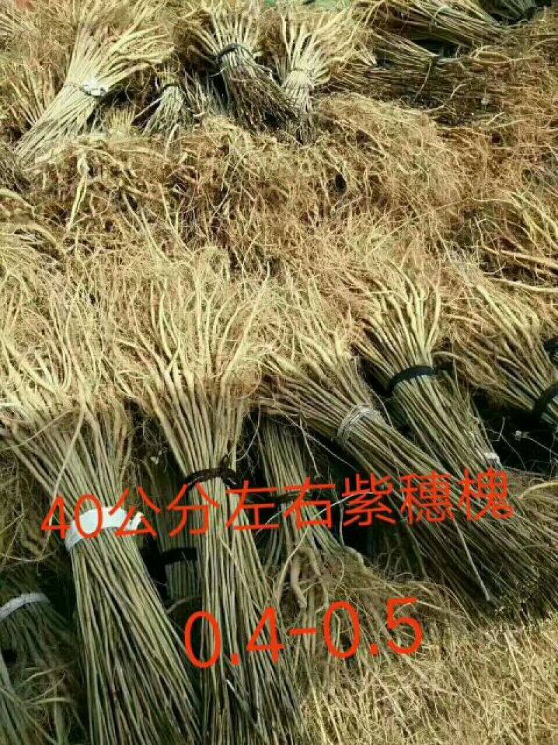 紫穗槐苗高度30公分以上！