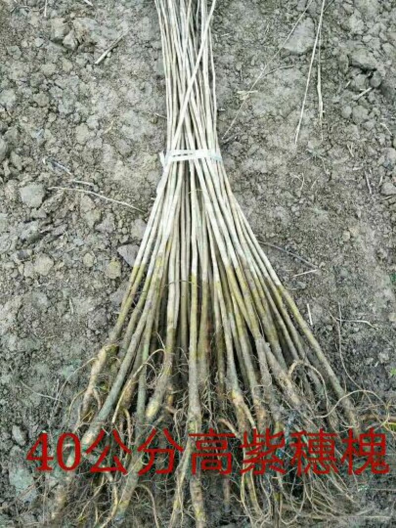 紫穗槐苗高度30公分以上！