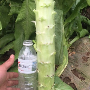 莴苣2斤以上50~60cm