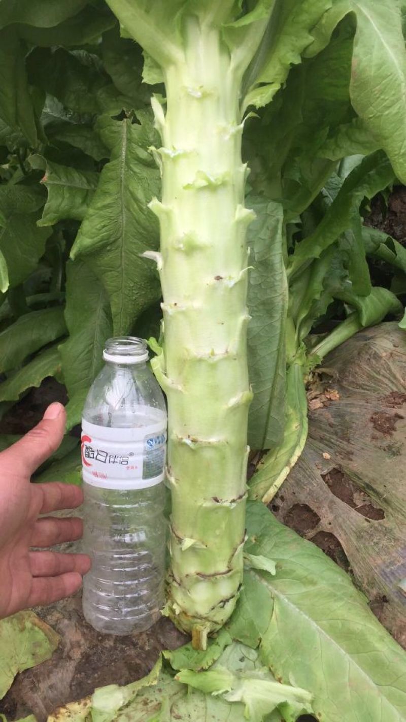 莴苣2斤以上50~60cm
