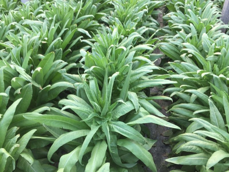 莴苣2斤以上50~60cm