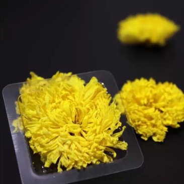 菊花茶特级