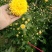 菊花茶特级