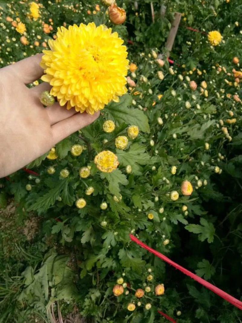 菊花茶特级