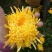 菊花茶特级