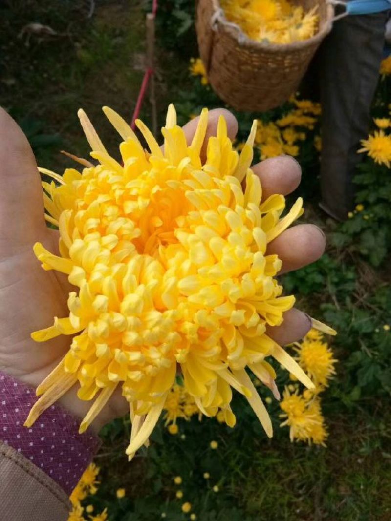 菊花茶特级