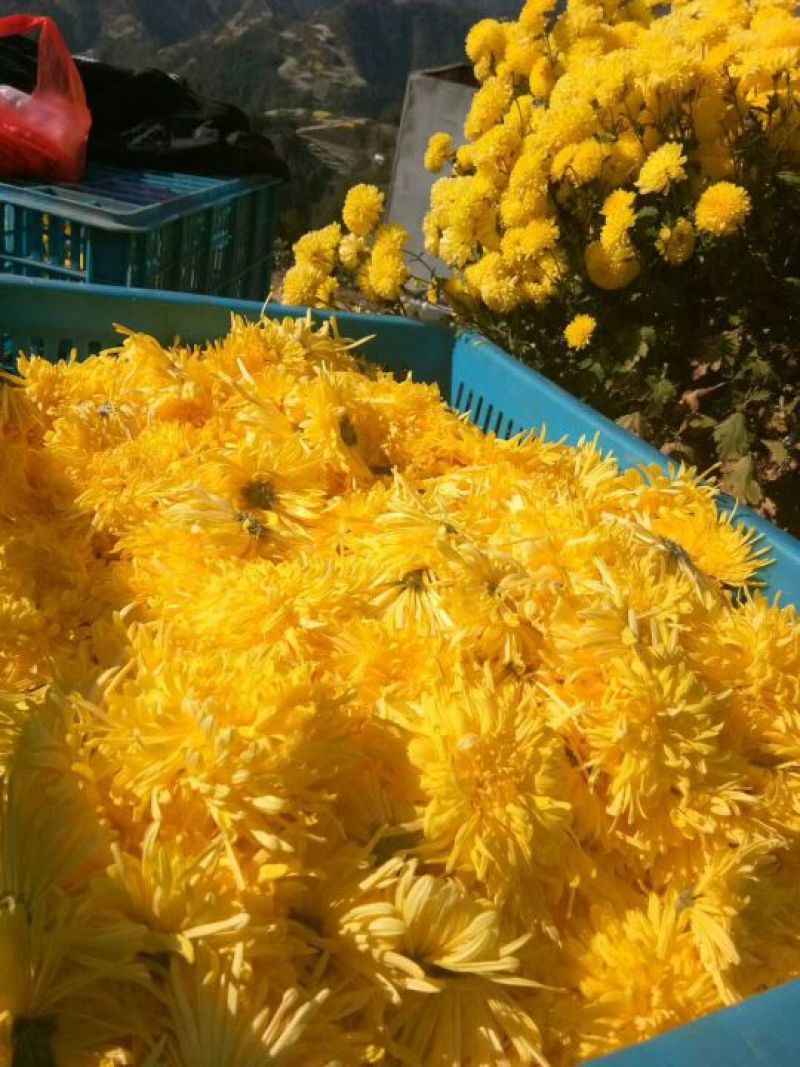 菊花茶特级