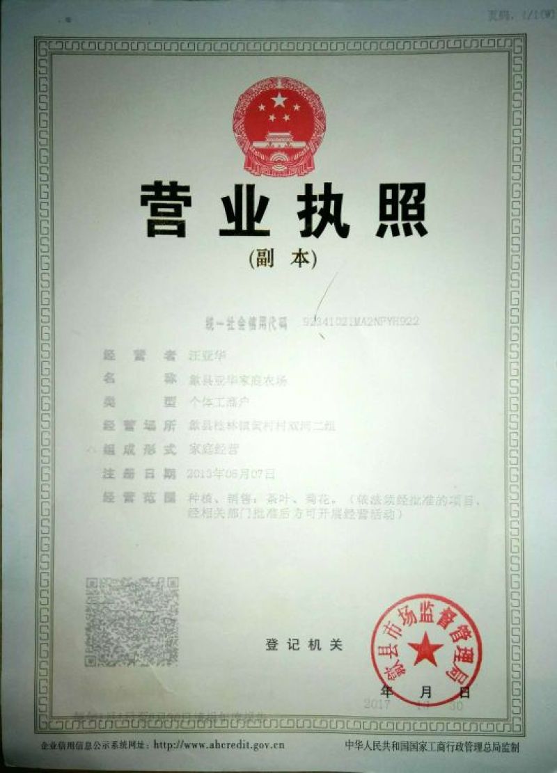 菊花茶特级