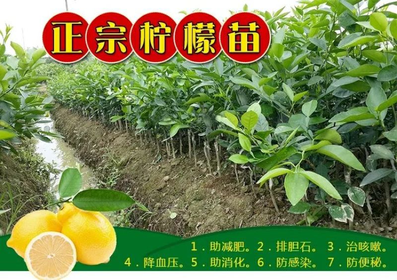 香水柠檬树苗50~80cm