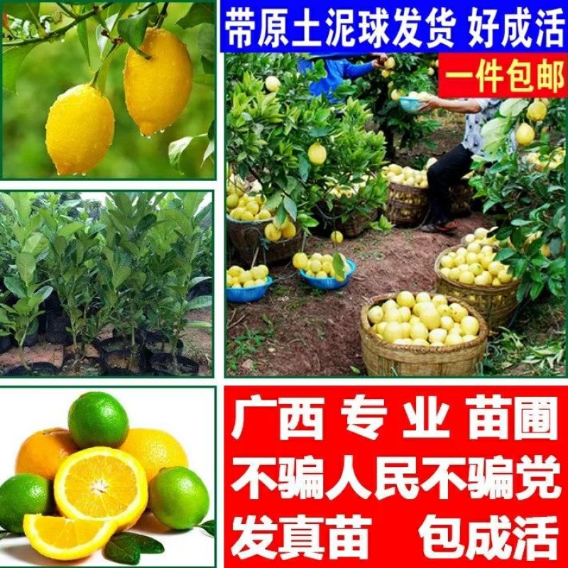 香水柠檬树苗50~80cm