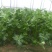 西芹45cm以上