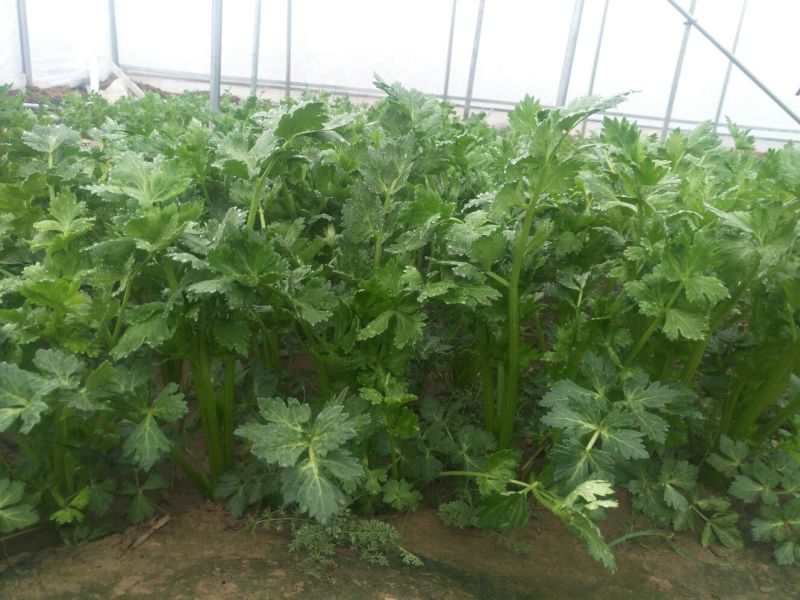 西芹45cm以上