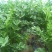 西芹45cm以上