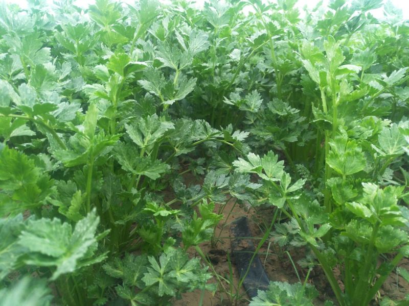 西芹45cm以上