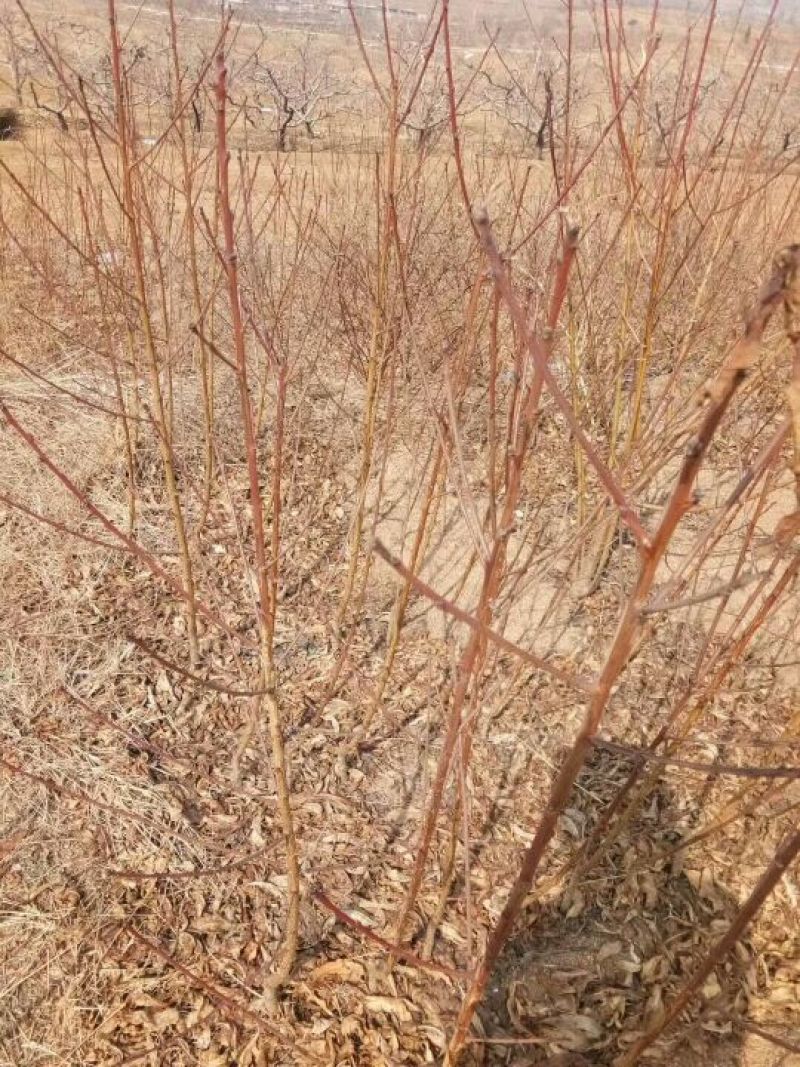 中油金明8-44黄肉油桃