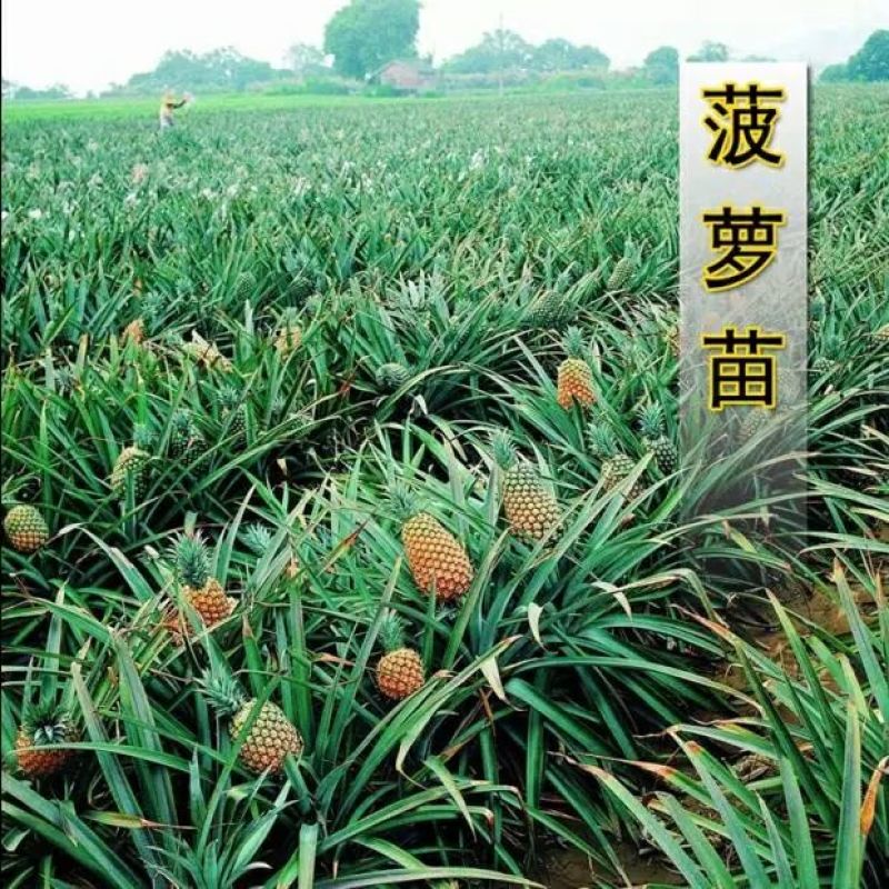 台农23凤梨苗3年