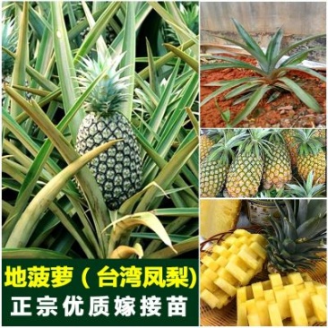 台农23凤梨苗3年