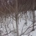 灯台树4~6cm1.5~2m