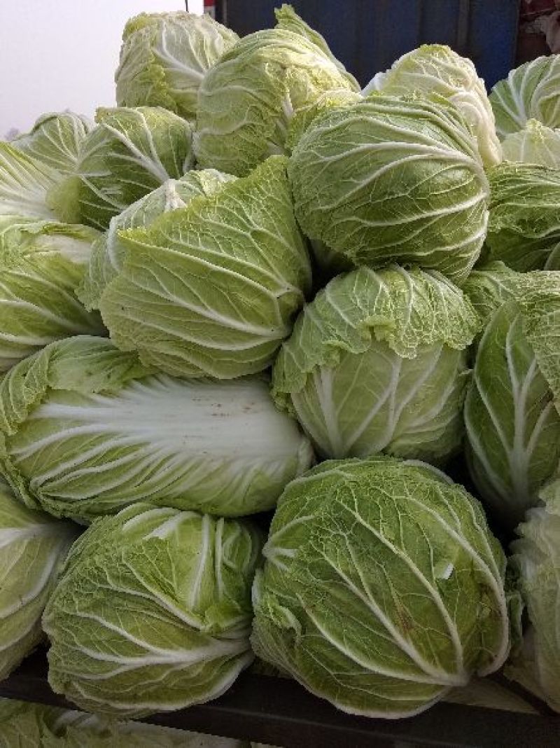 青杂三号大白菜，质优价廉质量好，品种全，一流的服务