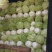 青杂三号大白菜，质优价廉质量好，品种全，一流的服务
