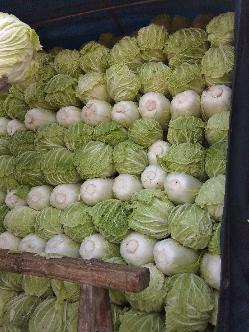 青杂三号大白菜，质优价廉质量好，品种全，一流的服务