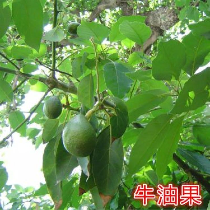 牛油果苗20~30cm