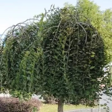 垂榆4~6cm4~6cm2.5~3m
