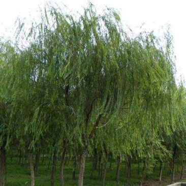 垂柳4~6cm14~16cm2.5~3米