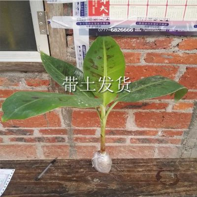 红香蕉苗原种2~3年